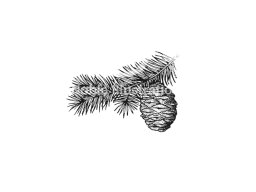 douglas fir branch art